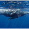 Humpback Whales