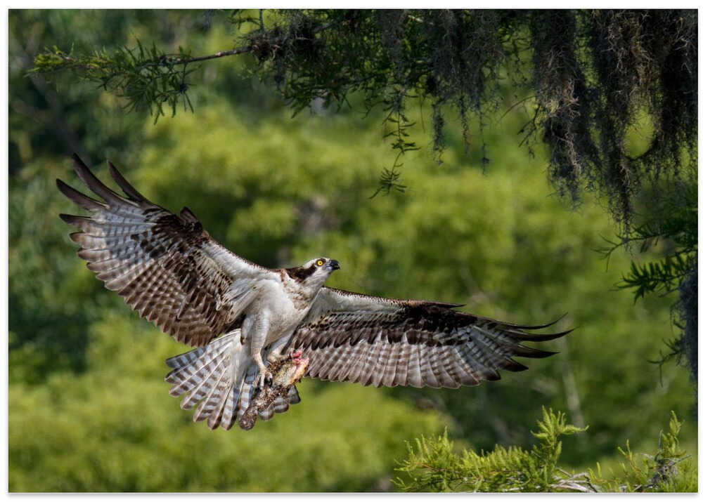 The girl has a fish !