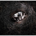 Loneliness in the nest