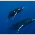 Humpback Whales, Reunion Island