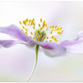 Wood Anemone