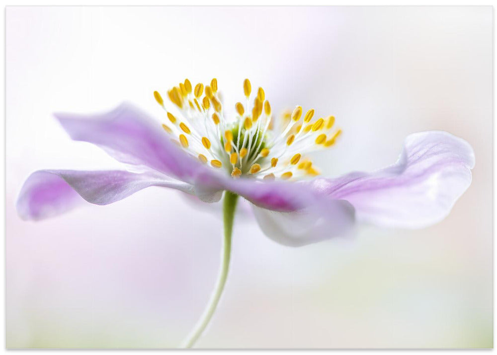 Wood Anemone
