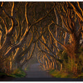 The Dark Hedges in the Morning Sunshine