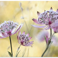 Astrantia Major