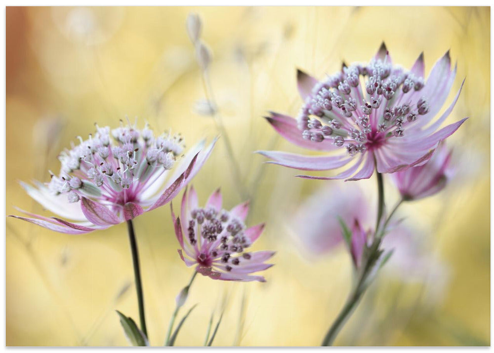 Astrantia Major