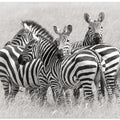 Zebras