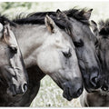 Four Konik Horses