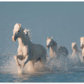 Angels of Camargue