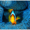 Clownfish in blue anémon