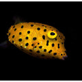 Yellow Boxfish