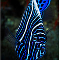 Emperor angelfish