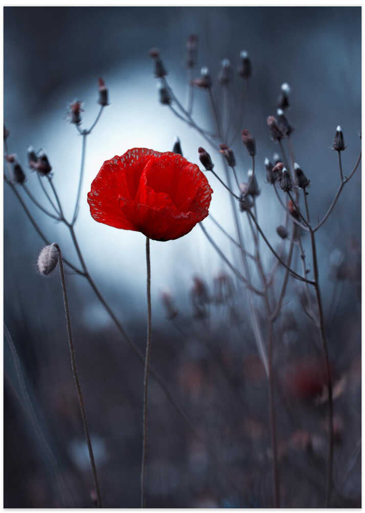 Flower not by kenzo. By me