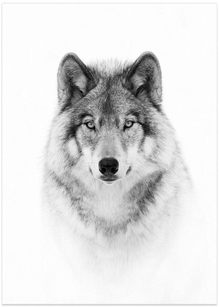 Portrait of a Timber Wolf