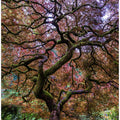 Japanese Maple Tree