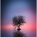 Lone tree