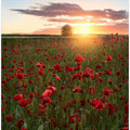 Poppy fields of Sweden