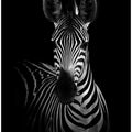 The Zebra
