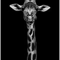 Giraffe Portrait
