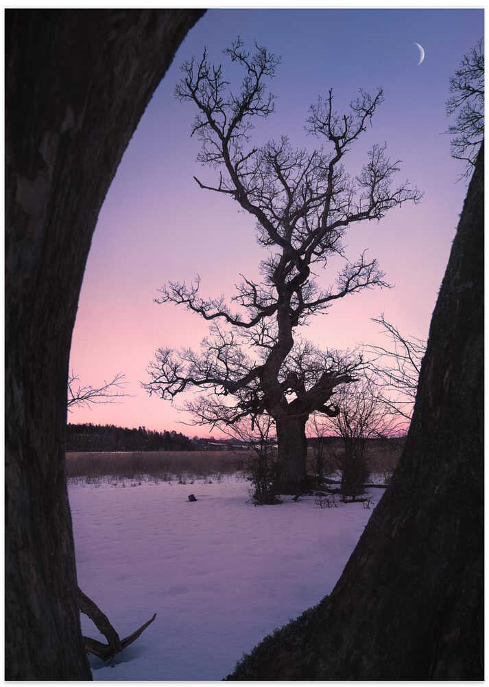 Oaktree during blue hour