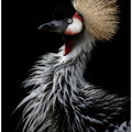 Crowned crane's portrait