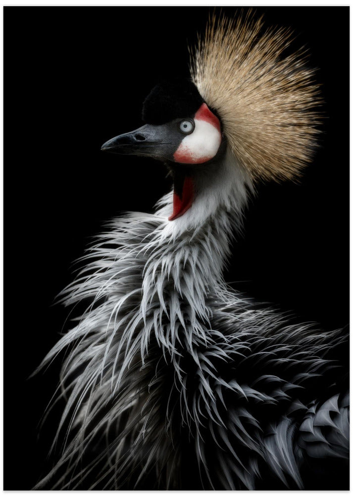 Crowned crane's portrait