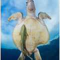 Green Sea turtle survivor