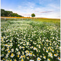 Daisyfield in Sweden