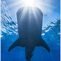 Whale shark and sun