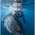 Humpback whale and calf
