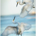 Snowy Egret Tango
