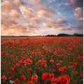 Poppy field in Sweden
