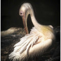 pelican