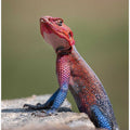 Red-Headed Rock Agama in Kenya