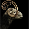 Art Prints of big horn sheep