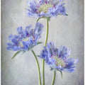 Scabiosa