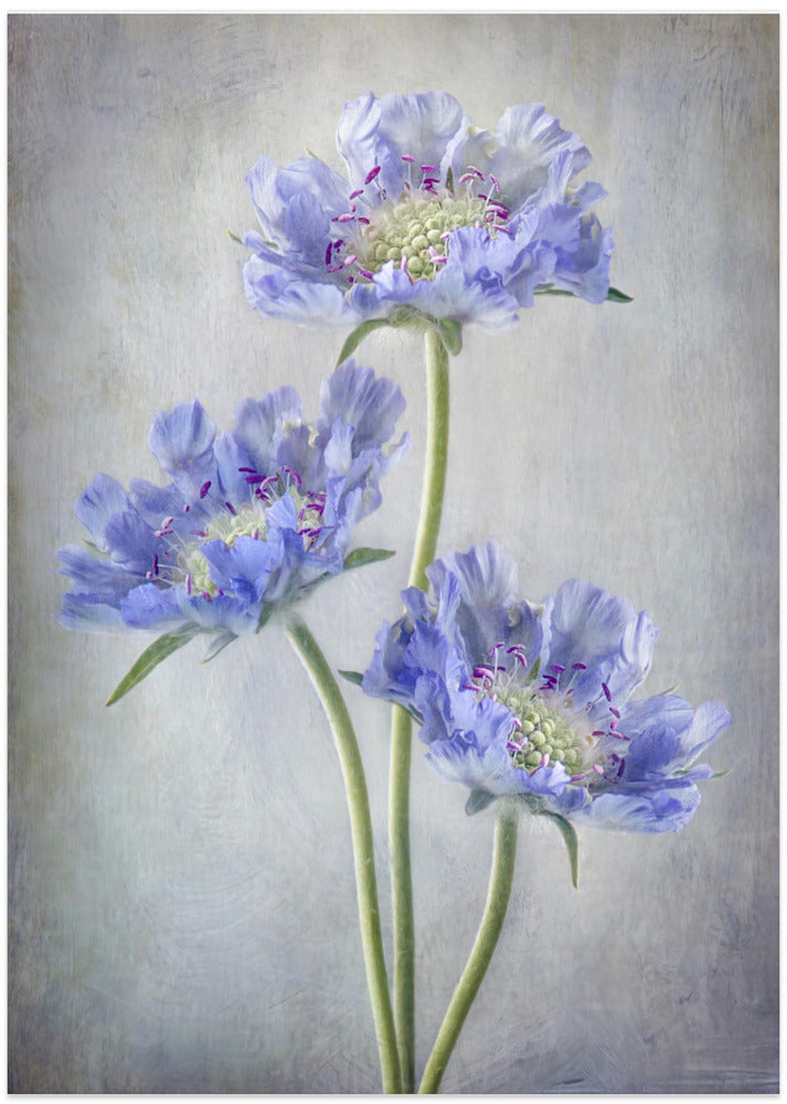 Scabiosa