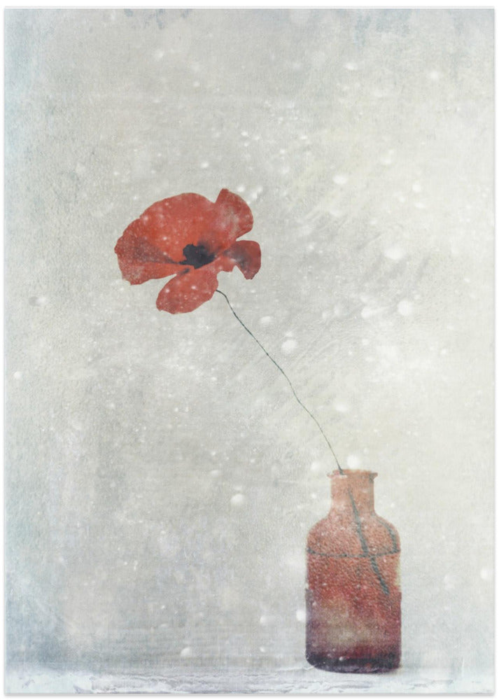 Winter Poppy