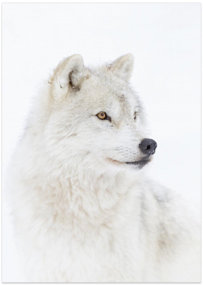 Portrait of an Arctic Wolf