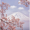 Mt.Fuji in the cherry blossoms