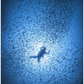 Diver and shoal of fish