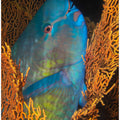 Ember parrotfish