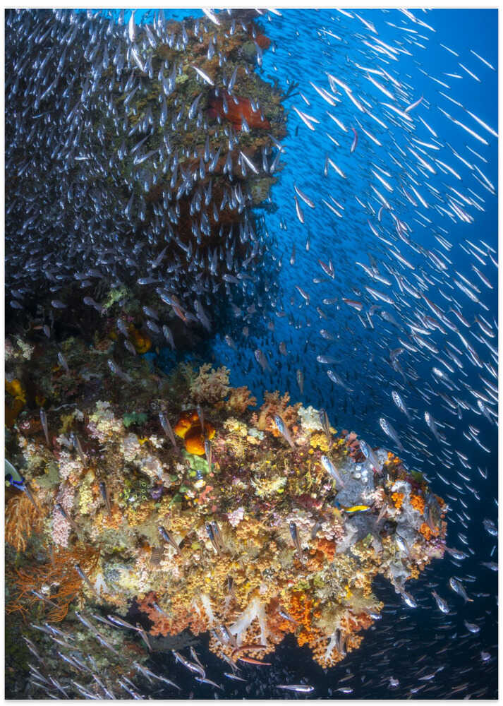 Coral reef under the sun of Raja Ampat.