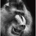 Mandrill