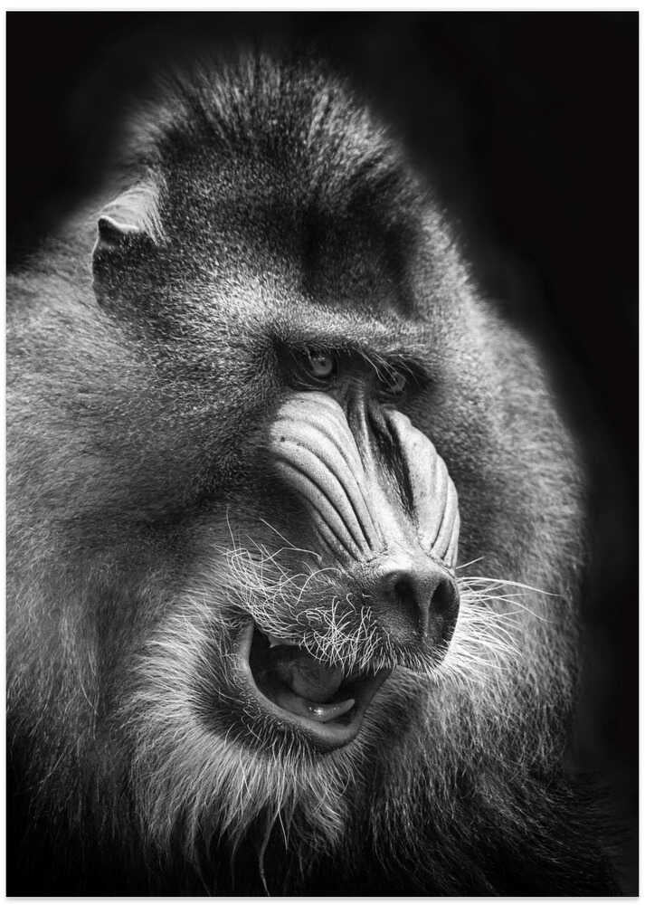 Mandrill