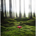 Red mushroom in the green forest