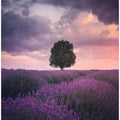 Lavender Fields, Isparta