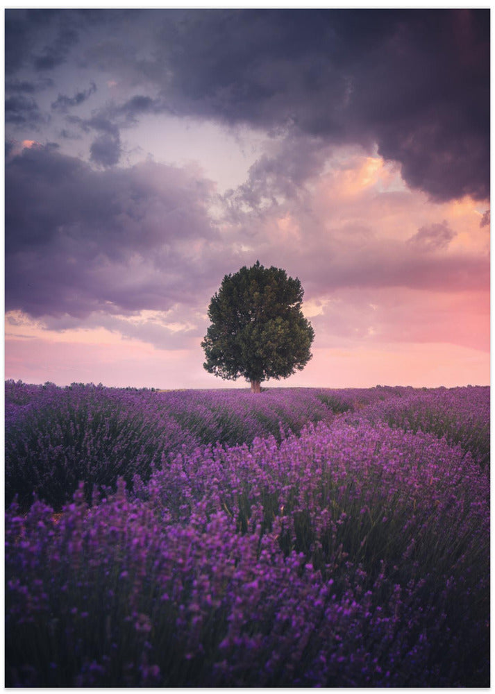 Lavender Fields, Isparta