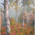 Birchtrees in morning fog