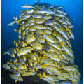 Fish Tower