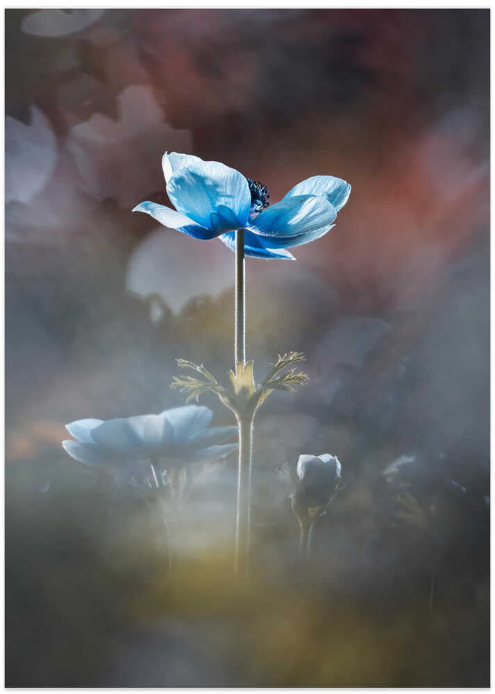 Blossom like a flower